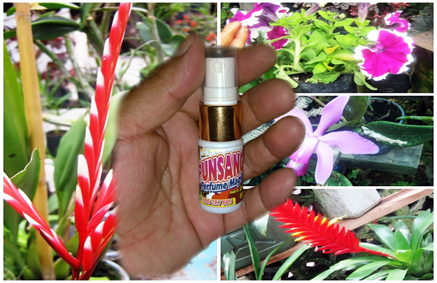 Pusanga el elixir del amor verdadero